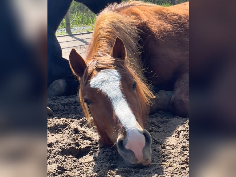 Welsh D (Cob) Mare 3 years 14,1 hh Chestnut-Red in Stahnsdorf