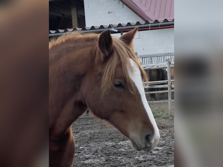 Welsh D (Cob) Mare 3 years 14,1 hh Chestnut-Red in Stahnsdorf