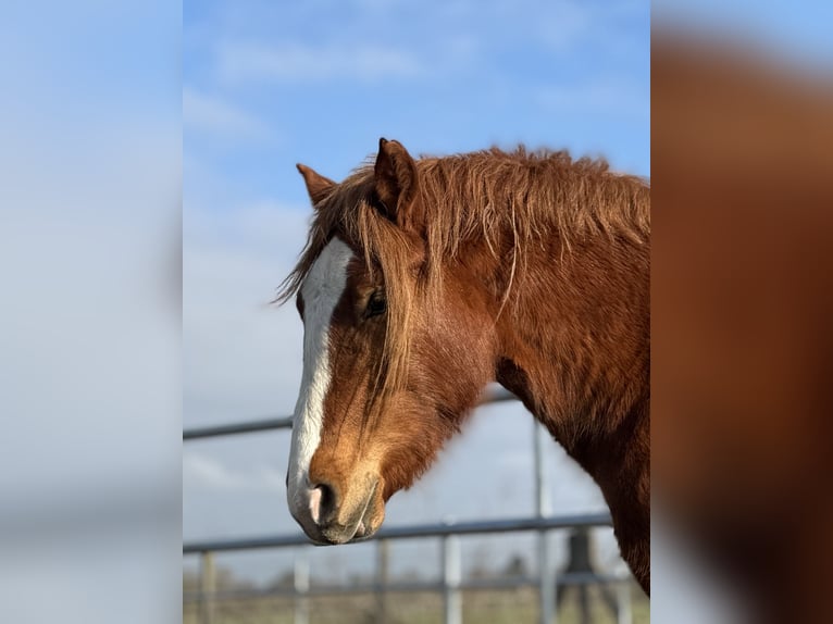 Welsh D (Cob) Mare 3 years 14,1 hh Chestnut-Red in Stahnsdorf