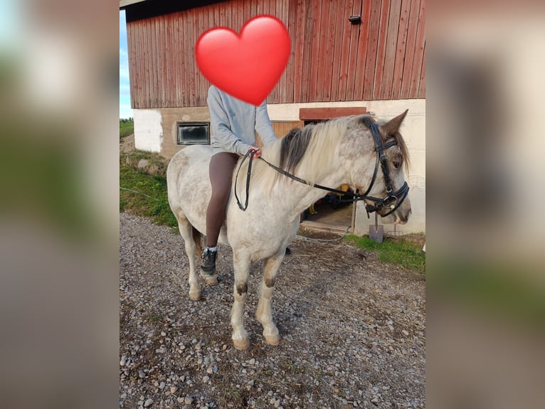 Welsh D (Cob) Mare 3 years 14,1 hh Roan-Red in Helsinki