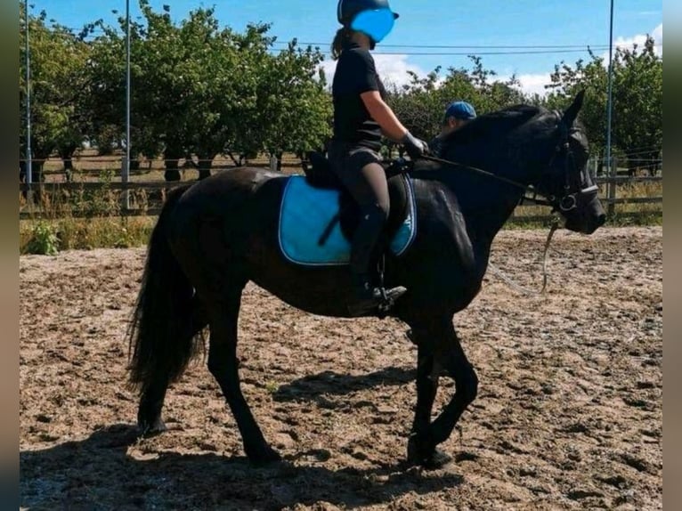 Welsh D (Cob) Mare 3 years 14,2 hh Black in Derwitz