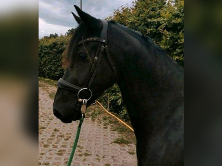 Welsh D (Cob) Mare 3 years 14,2 hh Black in Derwitz