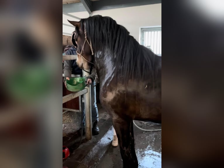 Welsh D (Cob) Mare 3 years 14 hh Bay-Dark in Ringsted