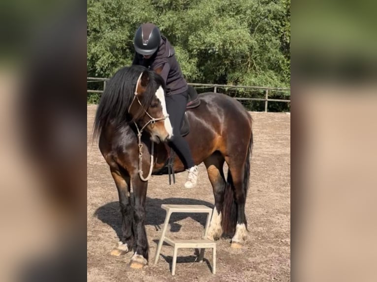 Welsh D (Cob) Mare 3 years 14 hh Bay-Dark in Ringsted