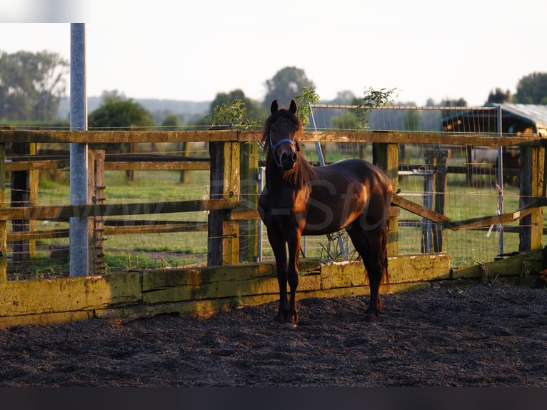 Welsh D (Cob) Mare 3 years 15,1 hh Bay-Dark in Meerbusch