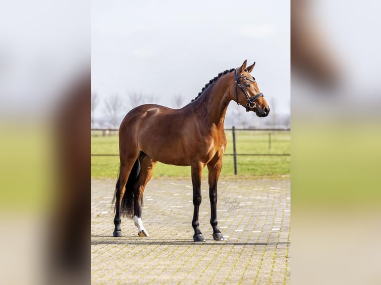 Welsh D (Cob) Mare 4 years 14 hh Brown in Boekend