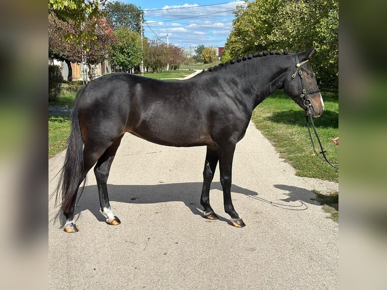 Welsh D (Cob) Mare 5 years 14,1 hh Black in Gödöllő