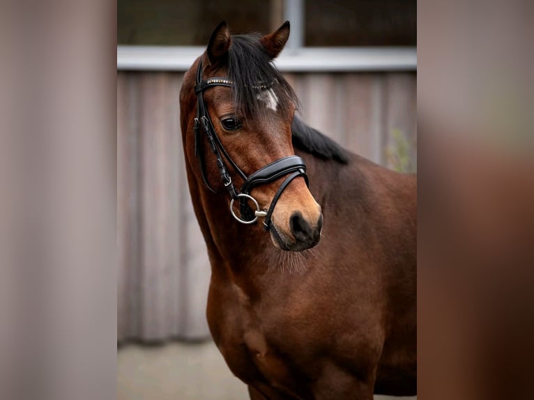 Welsh D (Cob) Mare 5 years 14,2 hh Brown in Langgöns