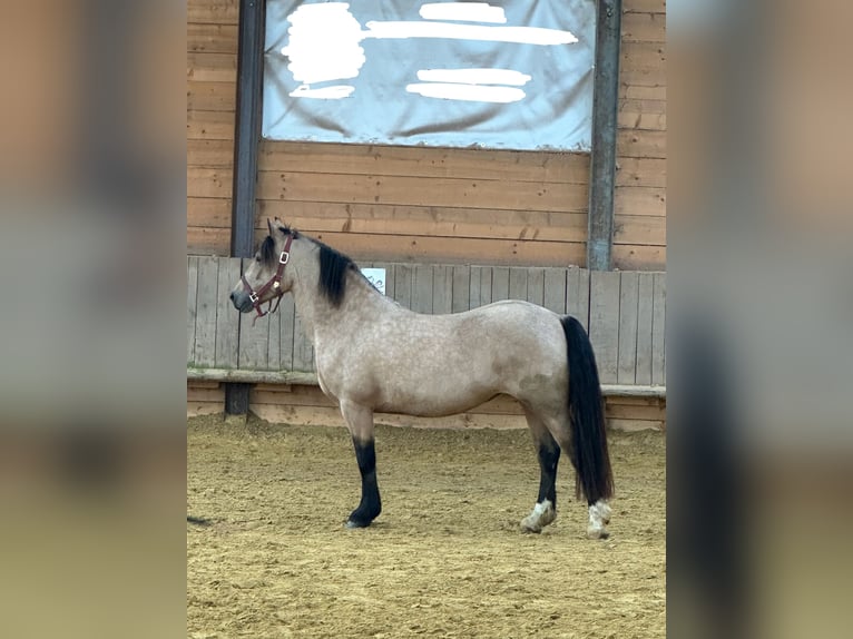 Welsh D (Cob) Mare 5 years 14,2 hh Buckskin in Lindlar