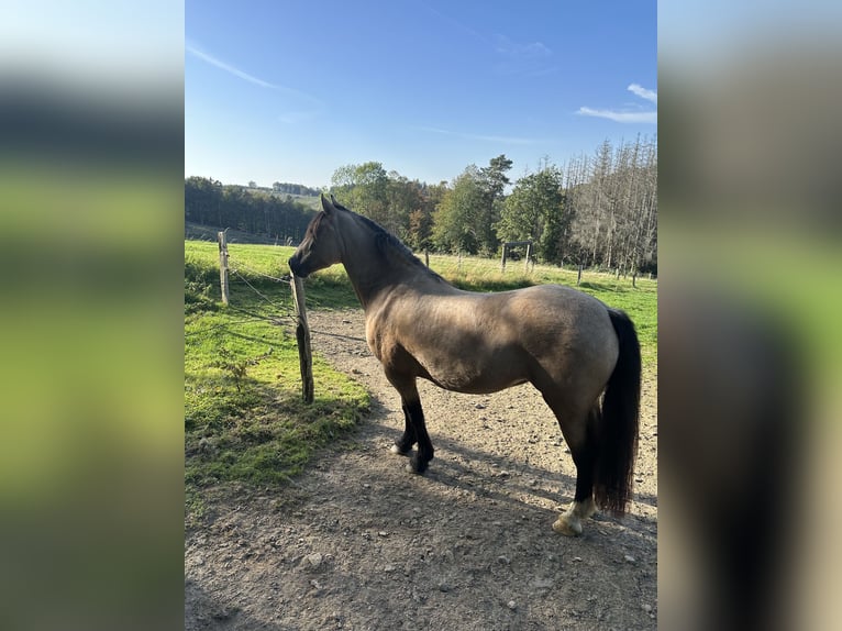 Welsh D (Cob) Mare 5 years 14,2 hh Buckskin in Lindlar