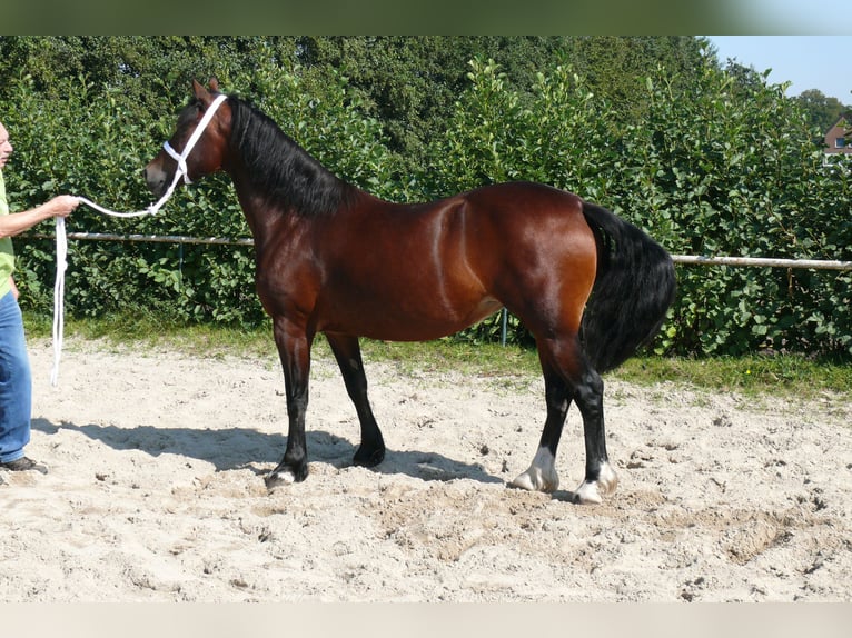 Welsh D (Cob) Mare 5 years Brown in Geldern