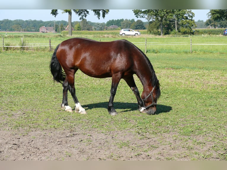 Welsh D (Cob) Mare 5 years Brown in Geldern