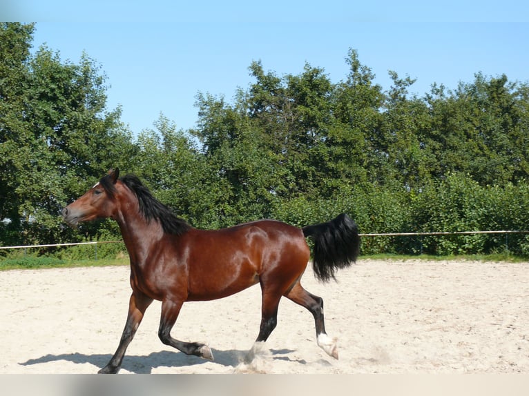 Welsh D (Cob) Mare 5 years Brown in Geldern