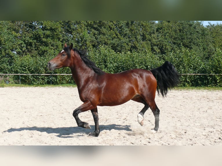 Welsh D (Cob) Mare 5 years Brown in Geldern