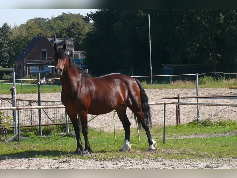 Welsh D (Cob) Mare 5 years Brown in Geldern