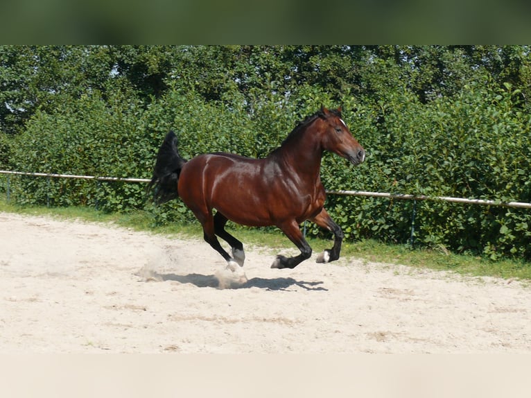 Welsh D (Cob) Mare 5 years Brown in Geldern