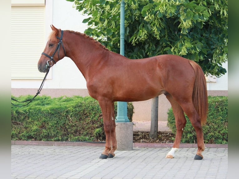 Welsh D (Cob) Mare 6 years 14,1 hh Chestnut in Budapest