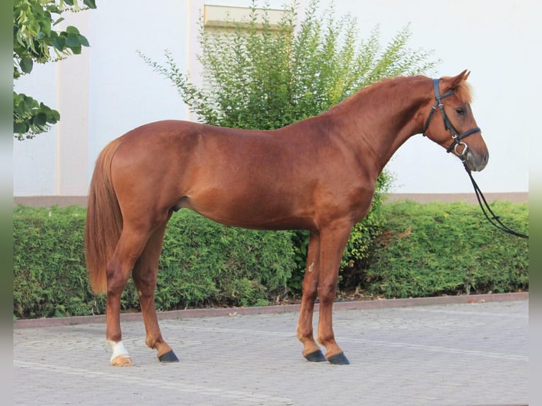 Welsh D (Cob) Mare 6 years 14,1 hh Chestnut in Budapest