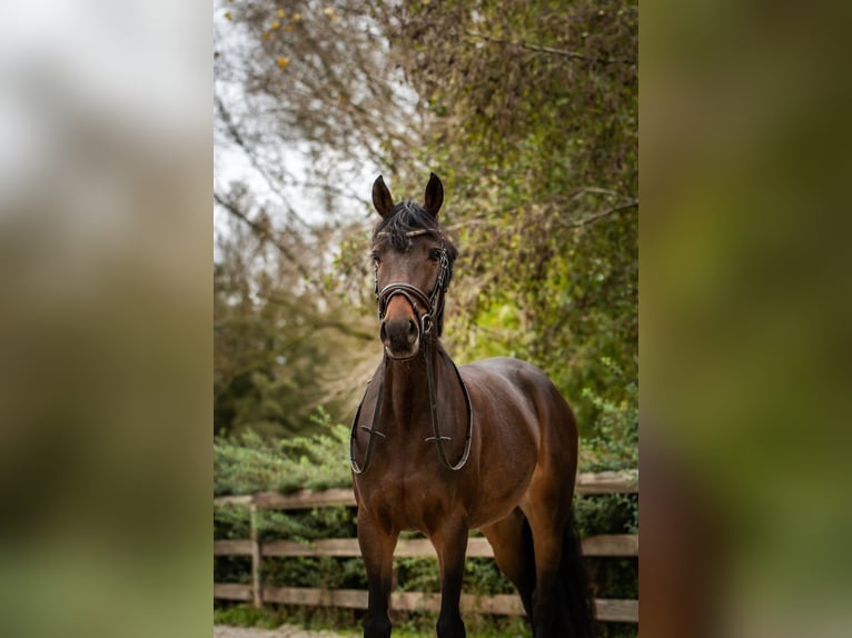 Welsh D (Cob) Mare 6 years 14,1 hh Smoky-Black in laakdal