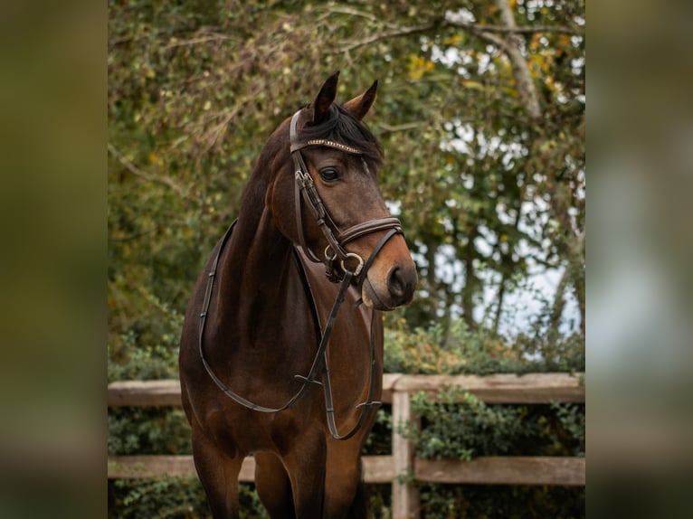 Welsh D (Cob) Mare 6 years 14,1 hh Smoky-Black in laakdal