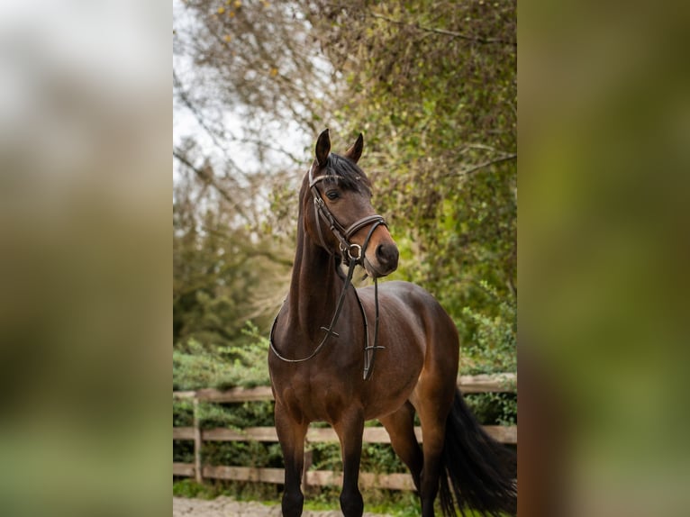 Welsh D (Cob) Mare 6 years 14,1 hh Smoky-Black in laakdal