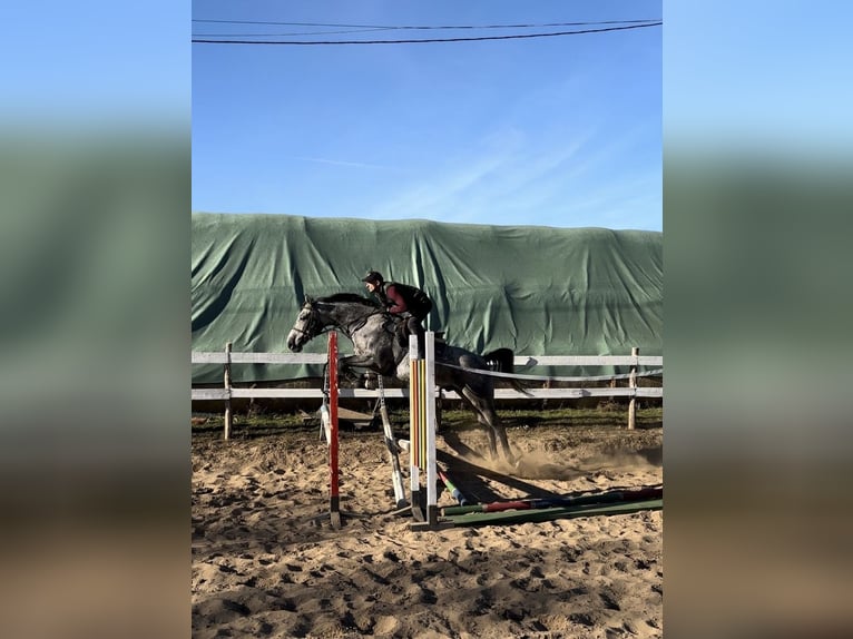 Welsh D (Cob) Mare 6 years 14,2 hh Black in Gödöllő