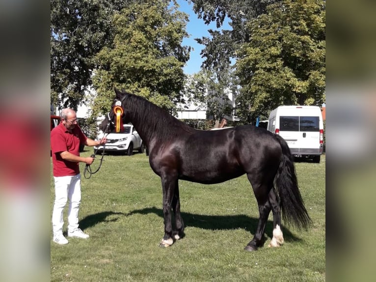 Welsh D (Cob) Mare 6 years 14,3 hh Black in Wustermark