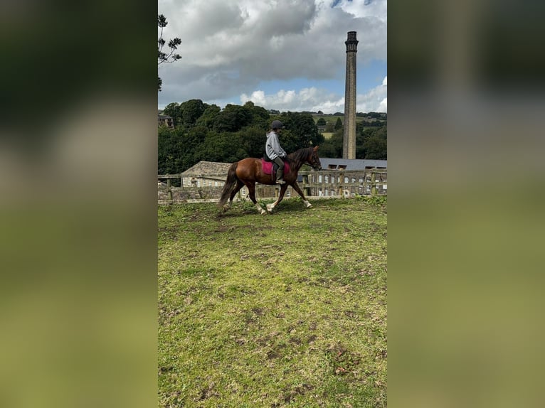 Welsh D (Cob) Mix Mare 6 years 14 hh Chestnut in Keighley