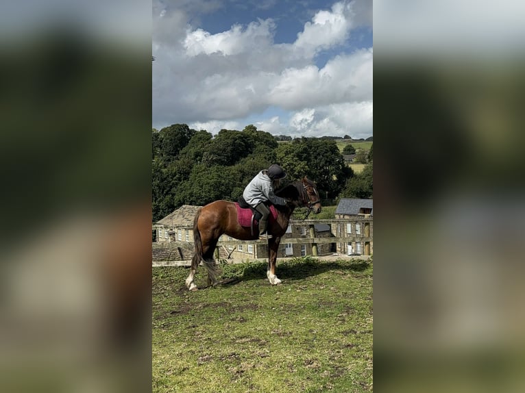 Welsh D (Cob) Mix Mare 6 years 14 hh Chestnut in Keighley