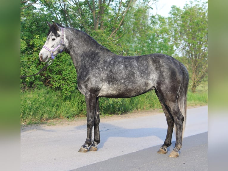 Welsh D (Cob) Mare 6 years 14 hh Gray in Borstdorf