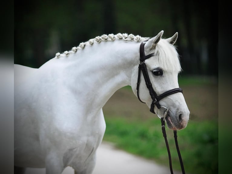 Welsh D (Cob) Mare 7 years 13,3 hh Gray in Deil