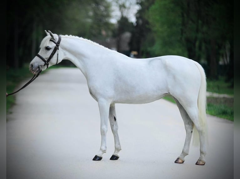 Welsh D (Cob) Mare 7 years 13,3 hh Gray in Deil