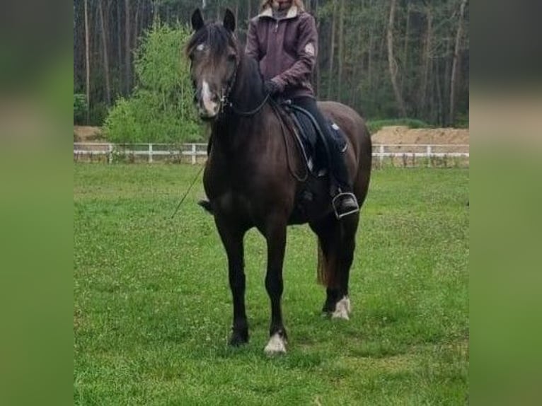 Welsh D (Cob) Mare 7 years 14,1 hh Bay-Dark in Trebbin