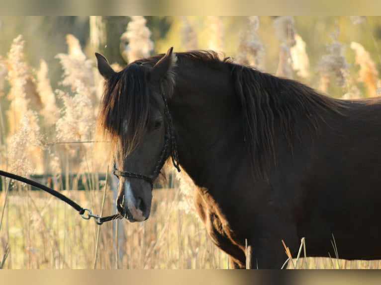 Welsh D (Cob) Mare 7 years 14,1 hh Bay-Dark in Trebbin