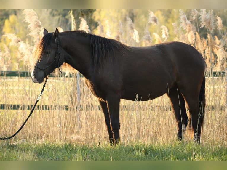 Welsh D (Cob) Mare 7 years 14,1 hh Bay-Dark in Trebbin