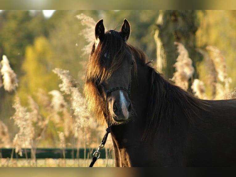 Welsh D (Cob) Mare 7 years 14,1 hh Bay-Dark in Trebbin