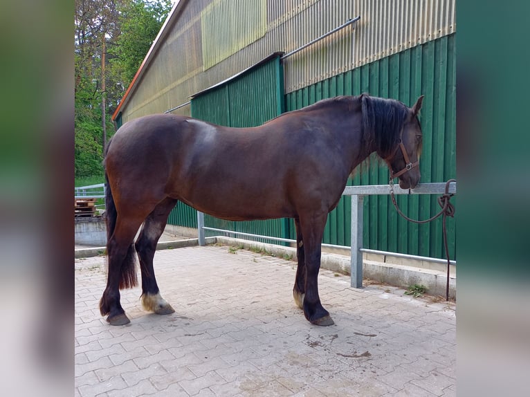 Welsh D (Cob) Mare 7 years 14,1 hh Bay-Dark in Trebbin