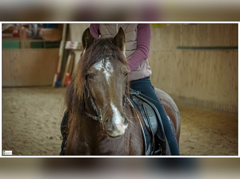 Welsh D (Cob) Mare 7 years 14,1 hh Bay-Dark in Trebbin