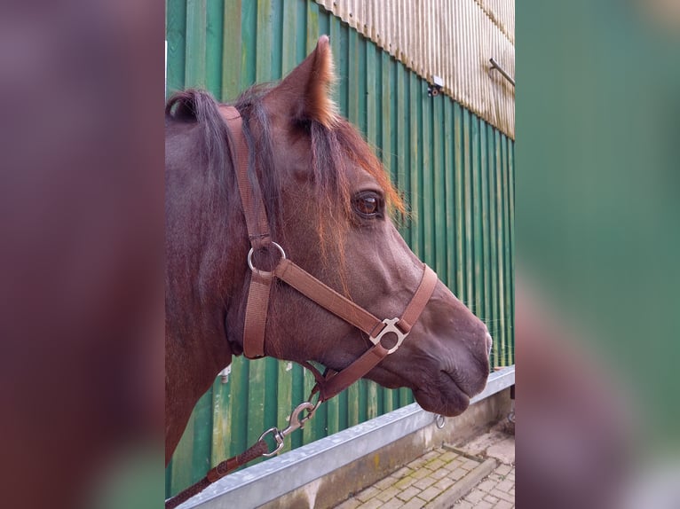 Welsh D (Cob) Mare 7 years 14,1 hh Bay-Dark in Trebbin