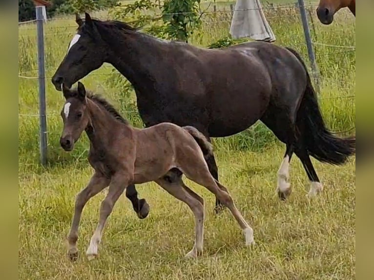 Welsh D (Cob) Mare 7 years 14,1 hh Black in Morschen