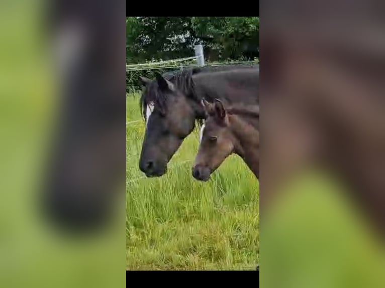 Welsh D (Cob) Mare 7 years 14,1 hh Black in Morschen