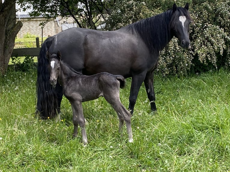 Welsh D (Cob) Mare 7 years 14,1 hh Black in Morschen