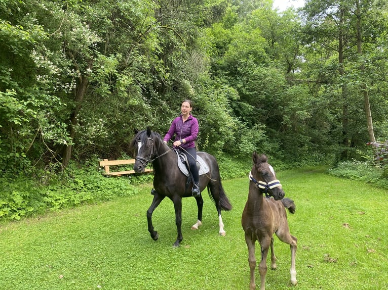 Welsh D (Cob) Mare 7 years 14,1 hh Black in Morschen