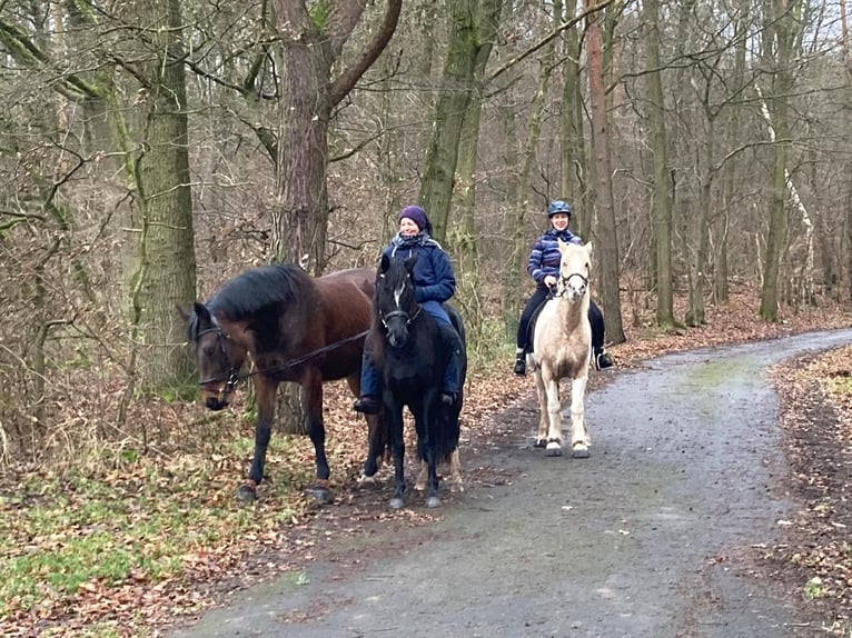 Welsh D (Cob) Mare 7 years 14,1 hh Black in Morschen