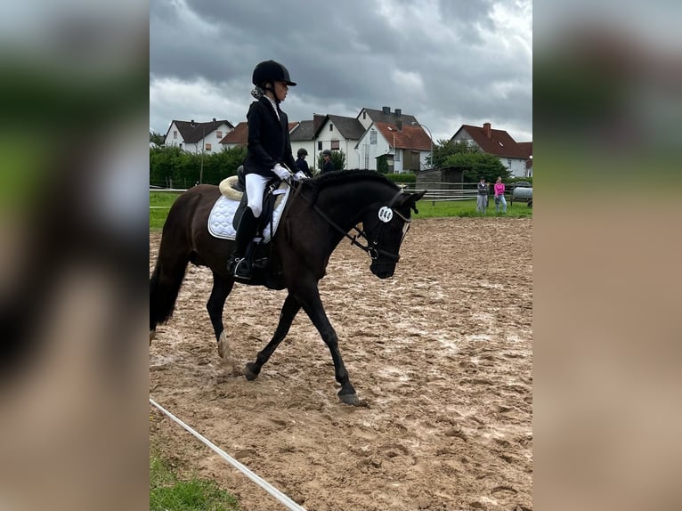 Welsh D (Cob) Mare 7 years 14,1 hh Black in Morschen