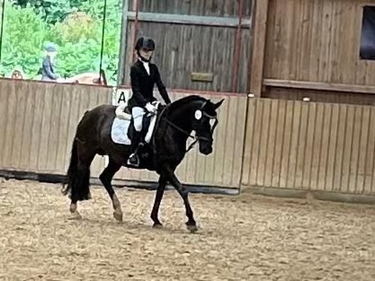 Welsh D (Cob) Mare 7 years 14,1 hh Black in Morschen