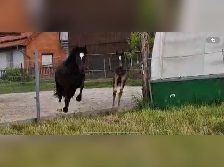 Welsh D (Cob) Mare 7 years 14,1 hh Black in Morschen