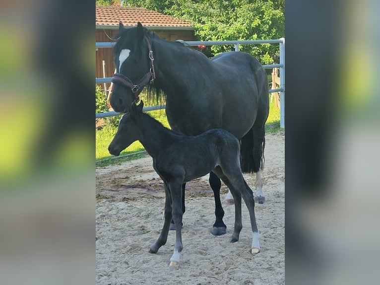 Welsh D (Cob) Mare 7 years 14,1 hh Black in Morschen