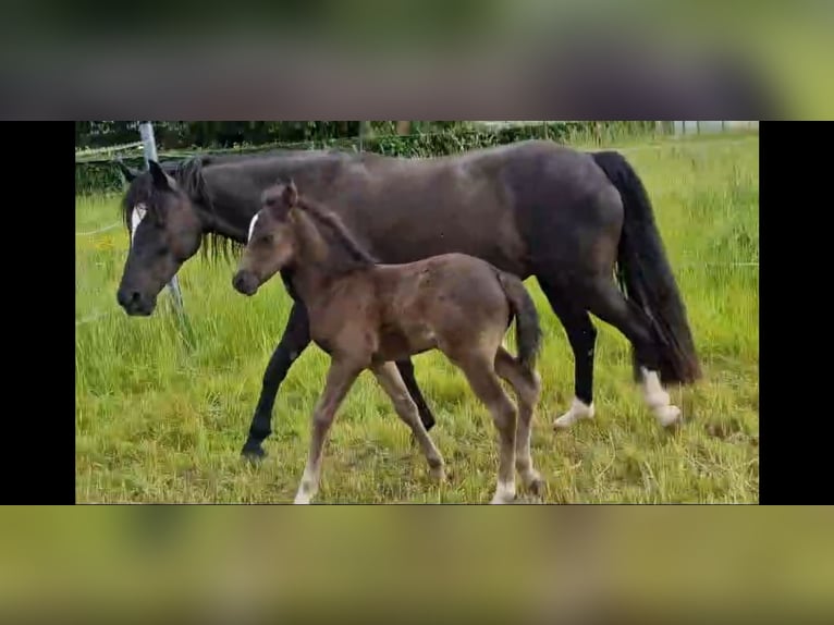 Welsh D (Cob) Mare 7 years 14,1 hh Black in Morschen