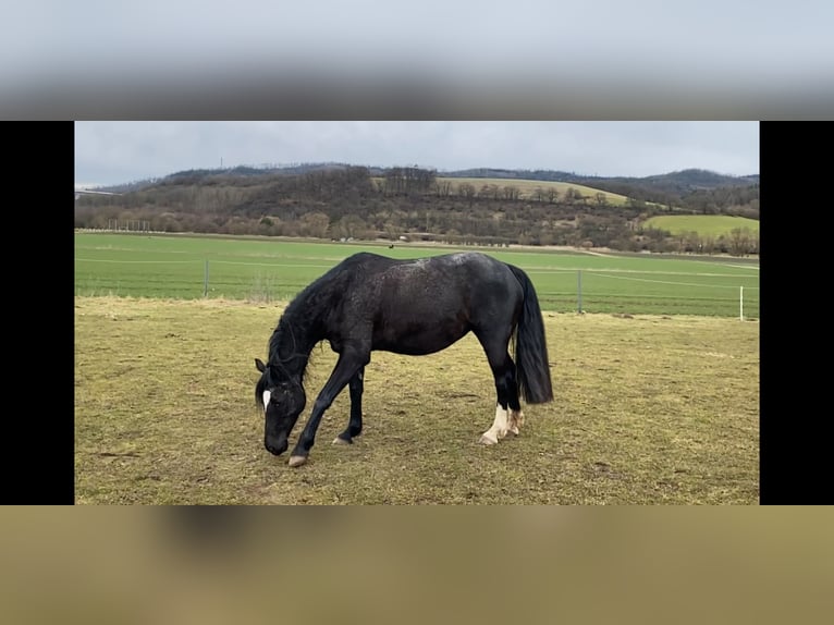 Welsh D (Cob) Mare 7 years 14,1 hh Black in Morschen